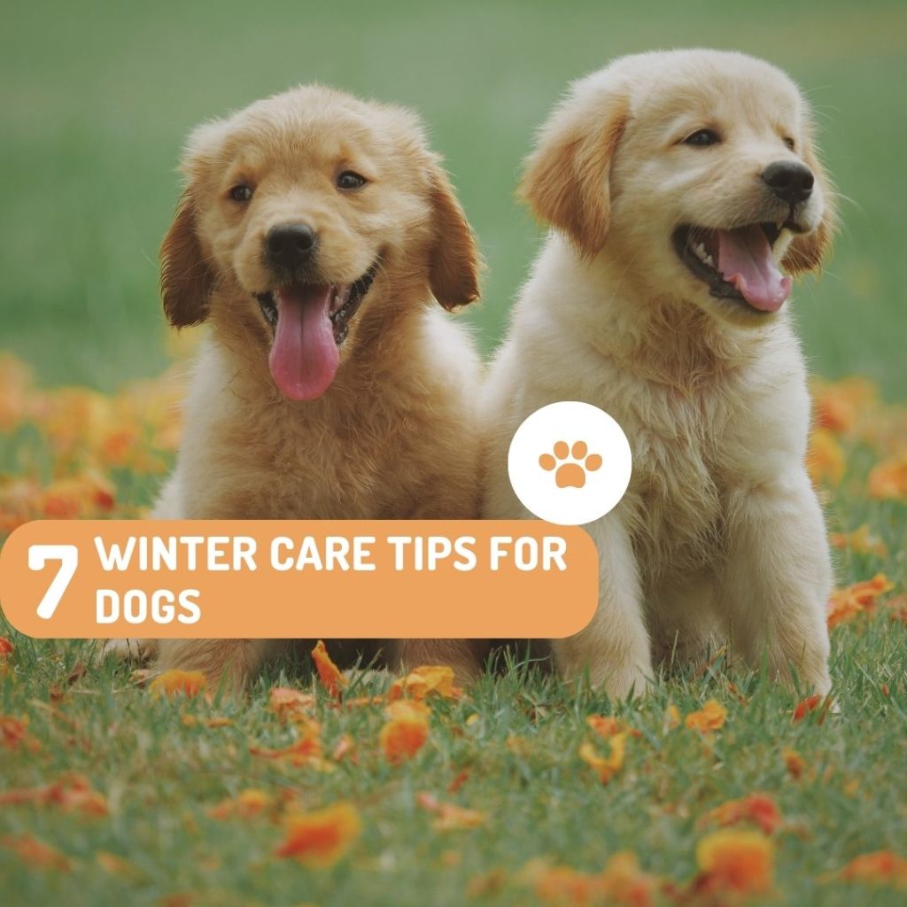 7 winter care tips for dogs- stylonext