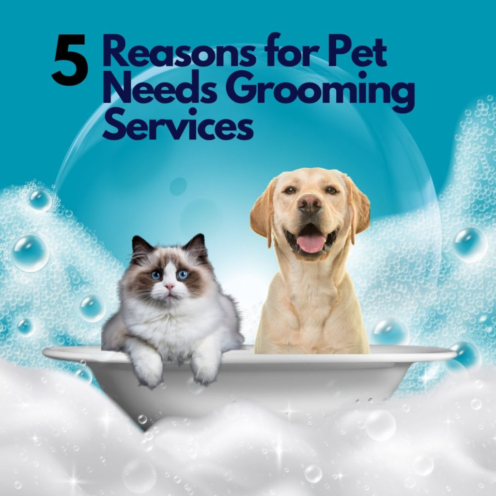 Explore 5 Reasons for Pet Needs Grooming Services