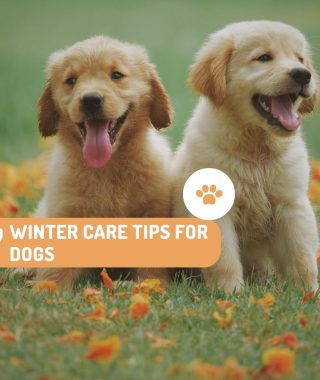 7 winter care tips for dogs- stylonext